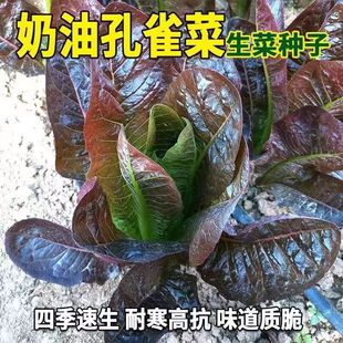 �����Ͽ�ȸ�˷N������ϼt�����N�ӿ�ȸ���_�R���˷N��