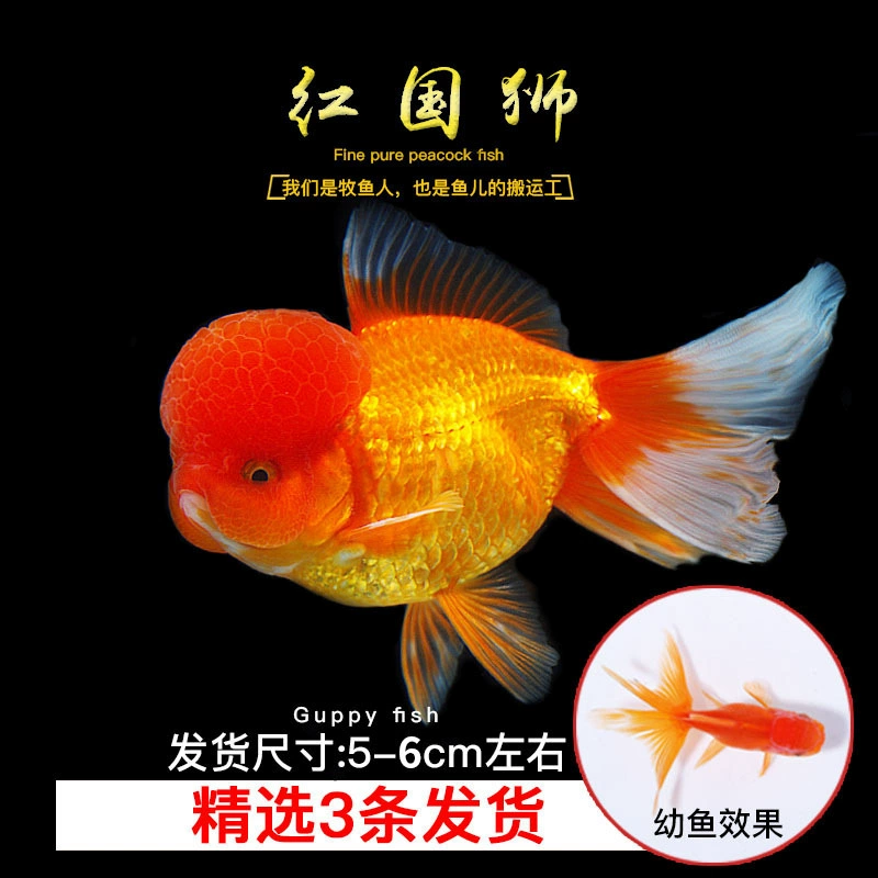 Pack of goldfish ornamental fish small freshwater easy care coldwater fry beginner baby goldfish ranchu koi