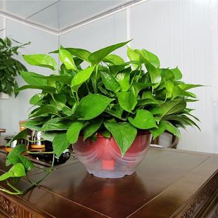 �G�}�����҃����l����ֲ��������ȩ�͏d�·��L�پGֲ�G�jˮ��Gֲ