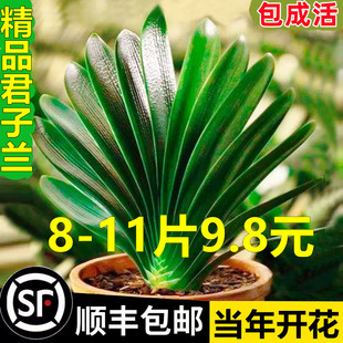 �����m���������ļ����B���⻨�܎������Gֲ���҃ȈA�^���д�С��