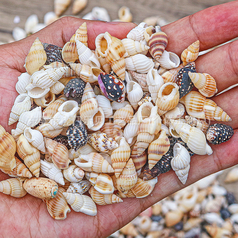 Concha Daquan natural con cera de pescado, materiales decorativos mediterráneos DIY al por mayor