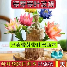 懒人绿植盆垒开花室内迷你德株巴西木ll好养花卉树人格鲁特培养水