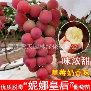 ���Ȼʺ��ţ�����ј�����������Ե����������ј��m�Ϸ������Nֲ