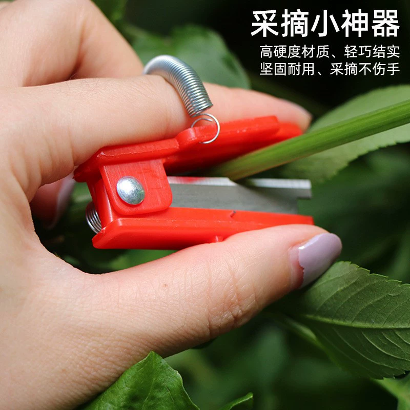 Сбор маленьких ножей большой палец нож виноградный огурец