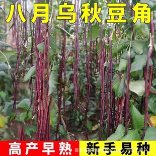 �����ﶹ�ǷN�����L�t�������ϼܶ����＾ʮ�¼t�߮a�͟��߲˷N