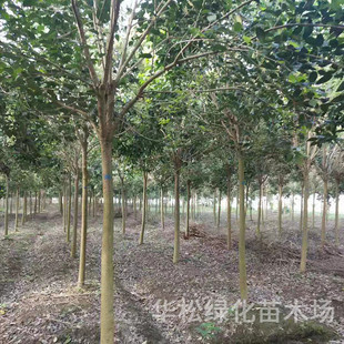 ���l���~Ůؑ��e��ͥԺ�^�p�L����ͥԺ���̾G���ļ�����ߗUŮؑ