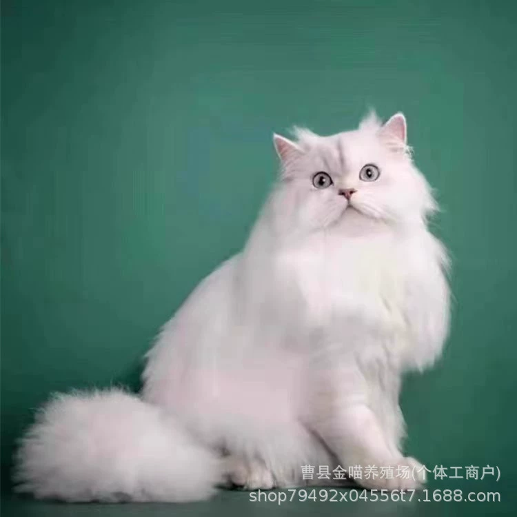 Живая шиншилла (кошка), живой котенок шиншилла, котенок Наполеон с короткими ногами, живое животное, цена на чистокровную шиншиллу