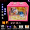 Haiyue buy four and get two free + pink tank + two lanterns + two packs of sea salt + food + dropper + feeding card