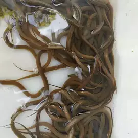 水产种苗;库存农产品