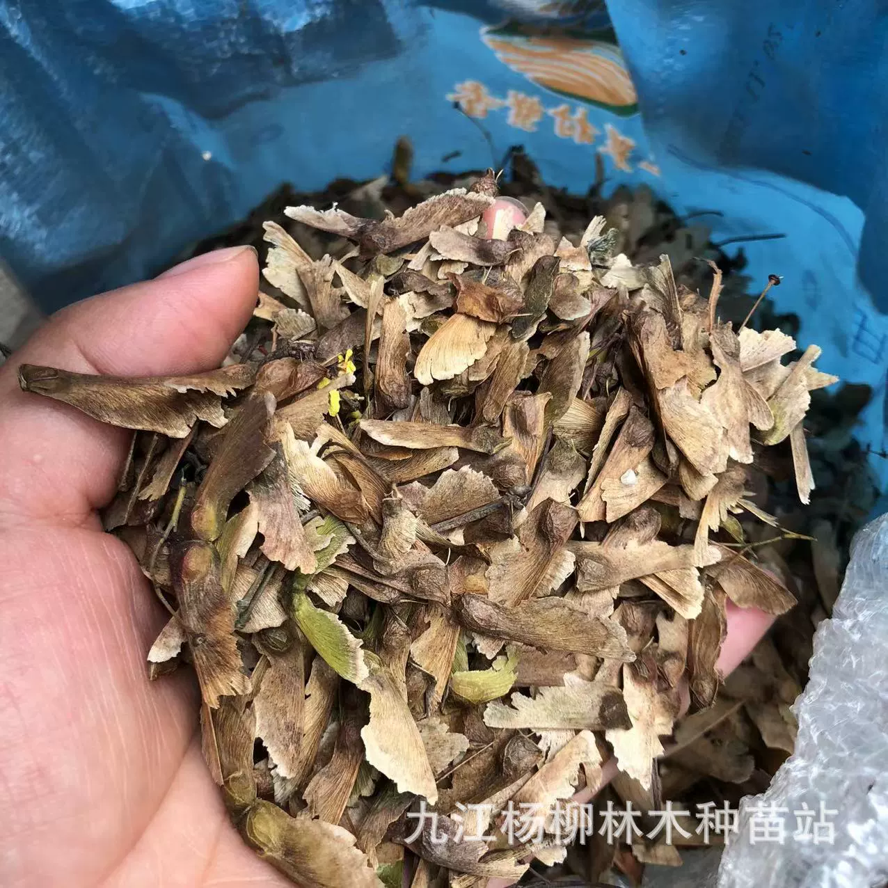 Перо Кленовые Семена Новый Перо Кленовые Семена Другой Acer Truncatum Треугольный Клен Красный Кленовые Семена