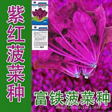紫红菠菜种子紫霞仙子种籽紫叶菠菜种籽原装四季蔬菜种子大全正品