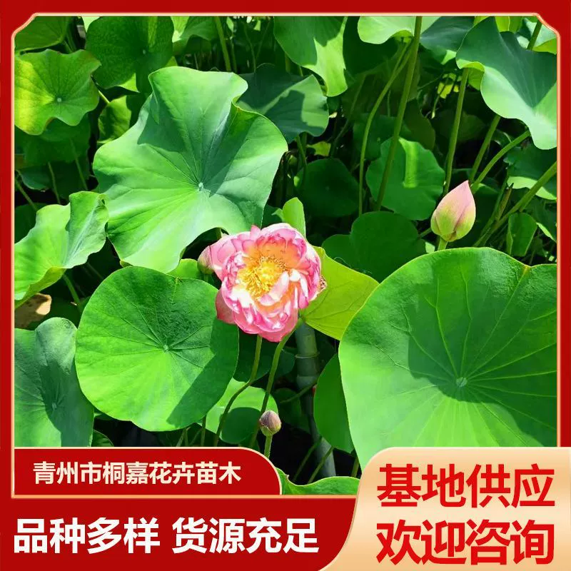 Оптовые поставки декоративных водных цветов: лотоса и водяной лилии в горшках с бутонами для круглогодичного выращивания в воде.