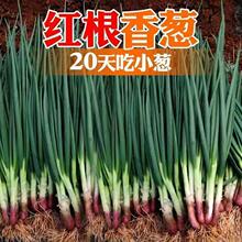 �t��С���[�N�Ӽt�[С�[�N�Ѵ��＾�ļ��̨�����߲˷N�������[�N