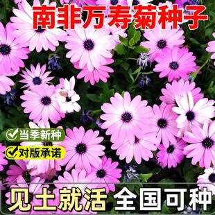 Ϸf۾շNͺ̨ͥԺ{ĿջļN_r