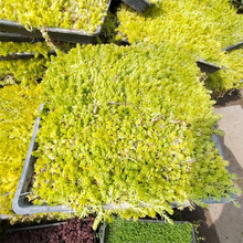 �S���ײ����Եر�ֲ���^·�S���Ҵ������A���컨�Rֲ��ر��^�~