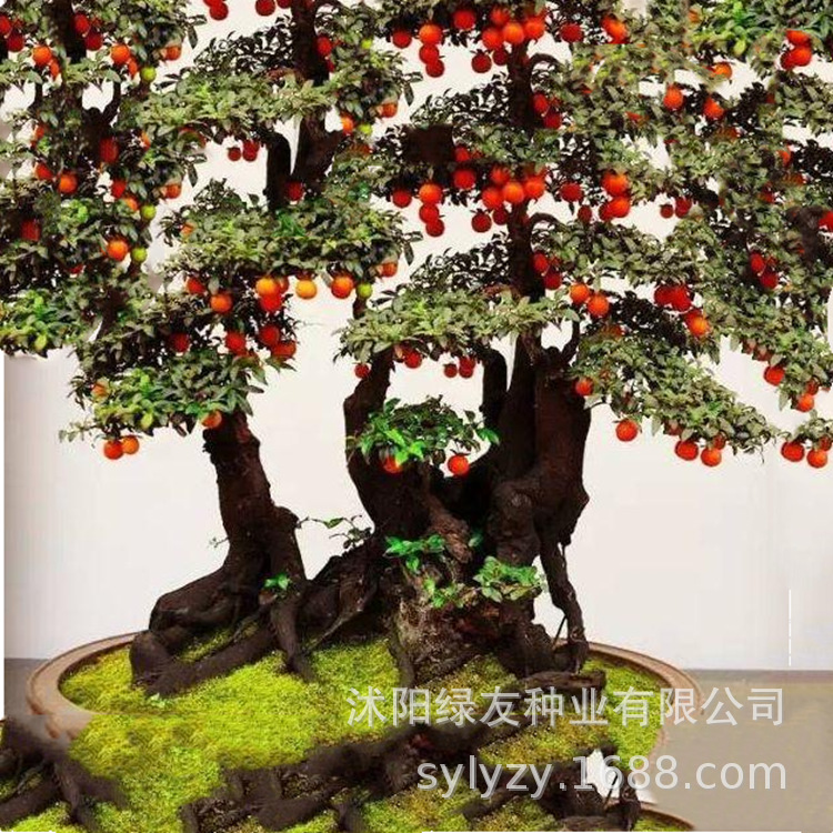 批发常绿观赏盆栽植物盆景树种金弹子树种子鸡血老鸭柿人参果盆景