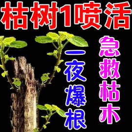 【枯木逢生】枯树花卉灵营养液大树移栽激活液烂根死根强力生根剂