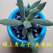 ��Ȼ��ʯ�Ӷ����m���w�����Nֲ����|��ʯ������С��ʯֲ��