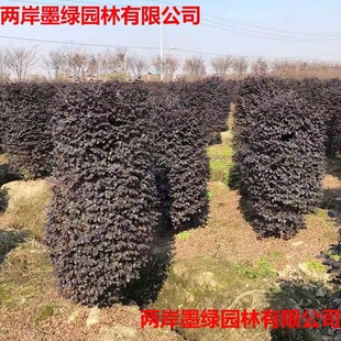 Large Quantities of Red-Flowered Boxwood Columns, Large-Leaf Boxwood, Red-Leaf Stone, Camellia, Roadside Highway Greening Base