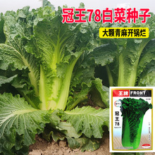 冀华农冠王78白菜种子青菜蔬菜籽大青麻叶种孑 高产耐储存白菜籽