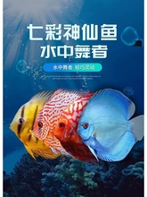 �߲������~�Ꭷ�~�^�p�~���y���������{�t�����c �؃r2-10����