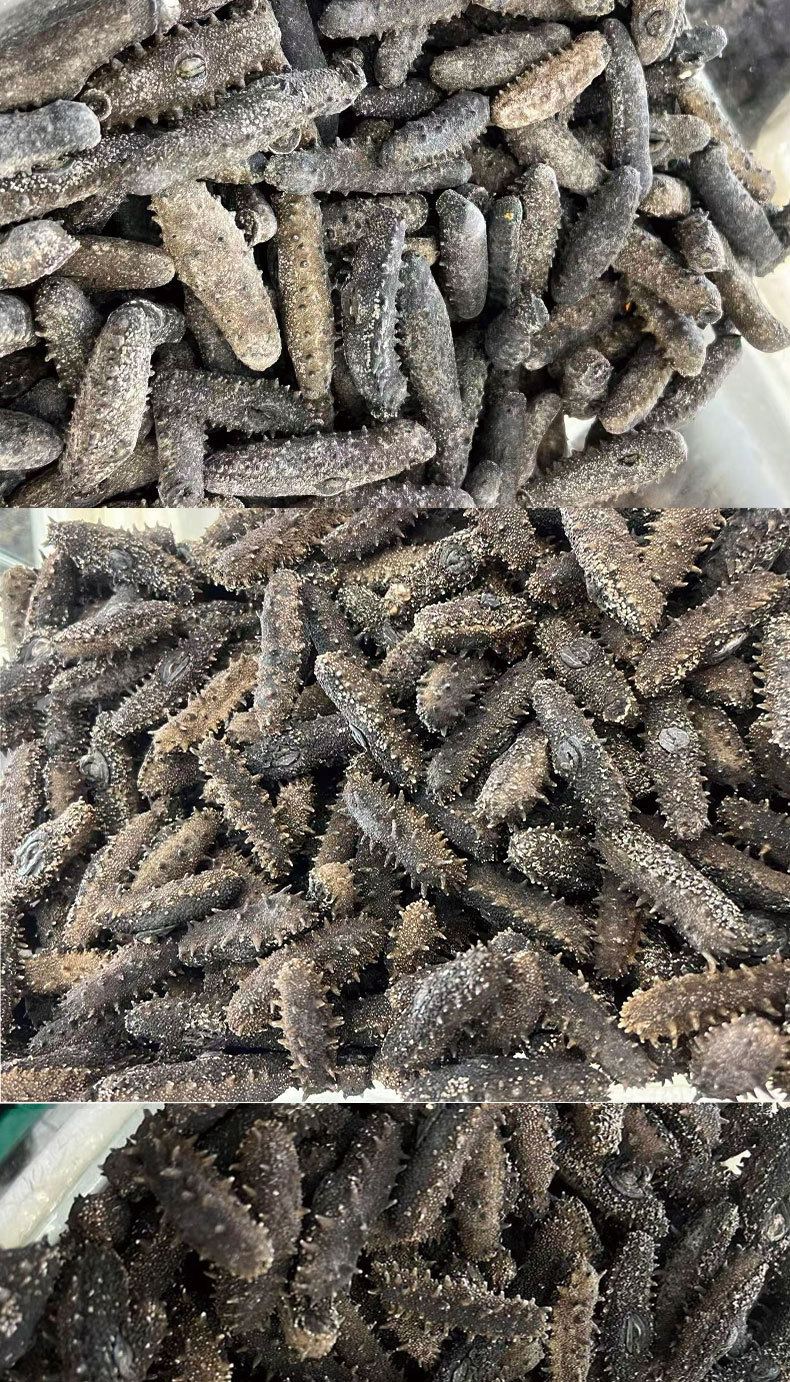 Dried Sea Cucumber Pure Lightly Dried Dalian Sea Cucumber Thick Flesh 50g in use