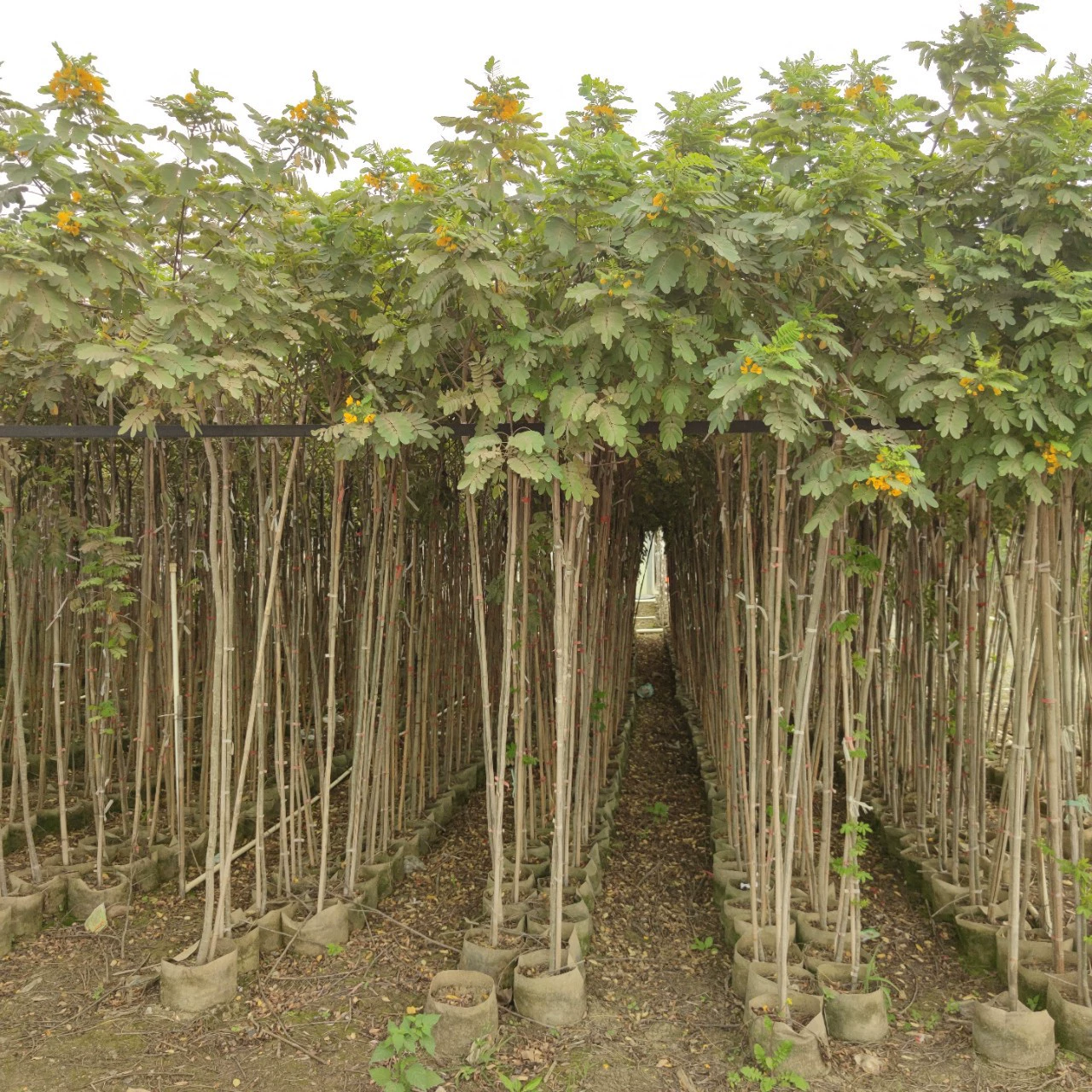 2302 база поставляет саженцы желтой акации высотой 2-3 метра