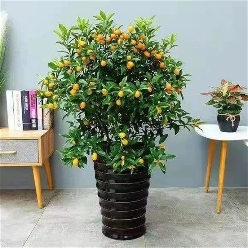 Кумкват горшке съедобное Апельсиновое дерево декоративное Крытый юг и север Четыре сезона балкон посадка сада с доставкой фруктов