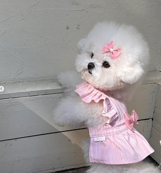 Robe de princesse pour chien style hepburn pour petit chien chat_voghion.com