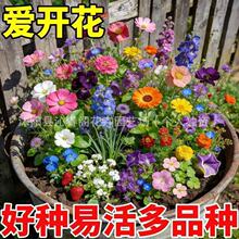 野花组合花种子格桑花波斯菊四季播种开花易活花种籽子太阳花种孑