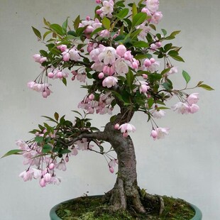 һ�����l���Ժ��Ļ�������ֲ���_��ͥԺ�Gֲ�ذ��L���������z