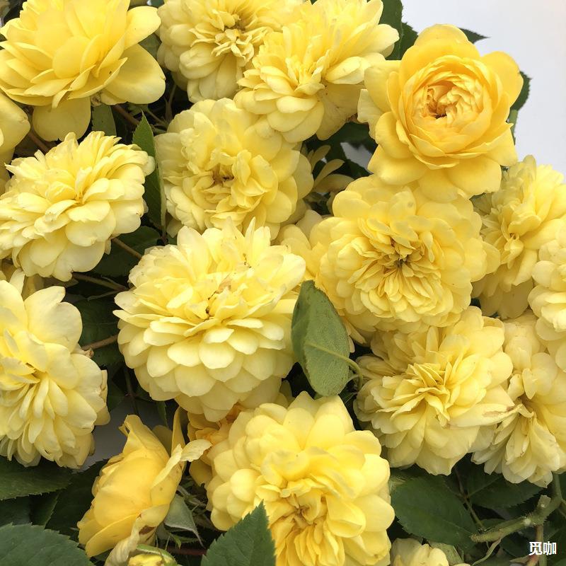 藤本月季花苗庭院爬藤盆栽植物灌木月季花微型盆景藤彩虹