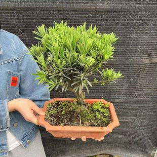 ����ֱ��300�����_�h���辰�҃���͏d�k���ҾGֲ���B�ļ�����