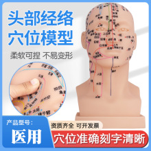 高清头部穴位模型经络腧穴教学刻字中医针灸头模人体面部按摩软胶