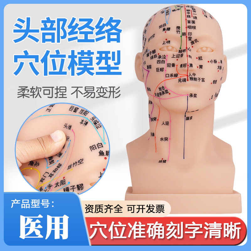 高清头部穴位模型经络腧穴教学刻字中医针灸头模人体面部按摩软胶