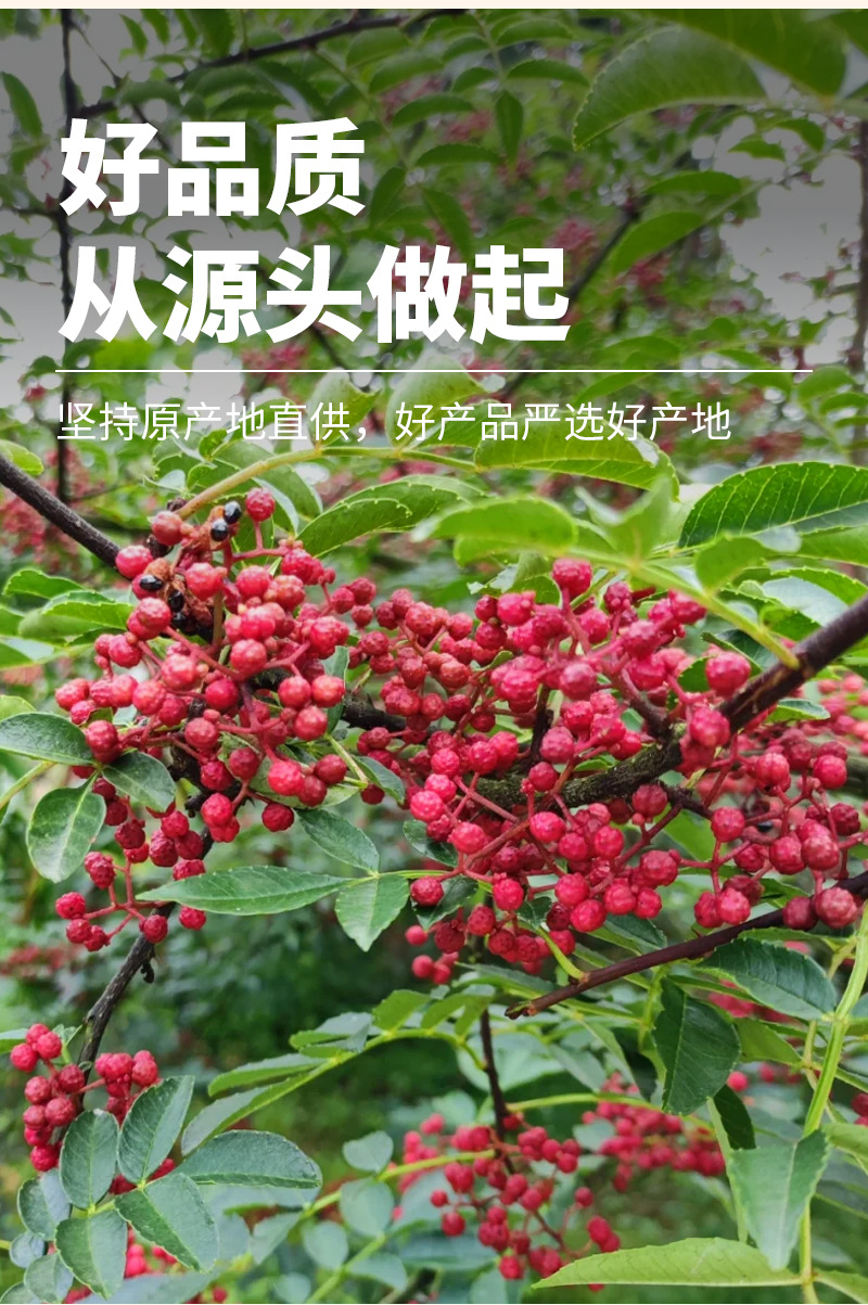 Sichuan Peppercorn (Zanthoxylum bungeanum) — Dried Red Huajiao Spice, 60g Pouch key features