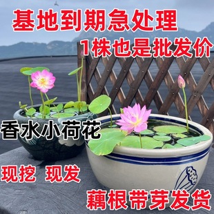 ˮ����ɏ�NźС�ͺɻ���Ʒ��������ɏ���o�ļ��҃���˯ɏˮ�B����