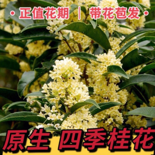 ļ𻨘҃⻨ͺˮʳؼ҃TYmy