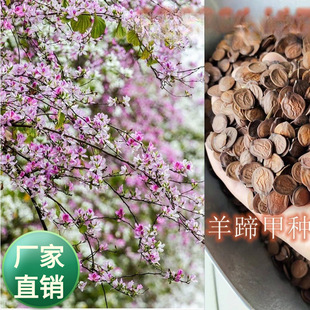 ���l�t������׷N�����������G⏼׻��@���^�p���ľ�G������