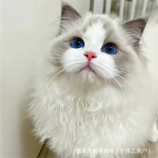 ��ż؈���w�����u��؈���B��ֱ�l����؈���̼��N�{��u���y�u��