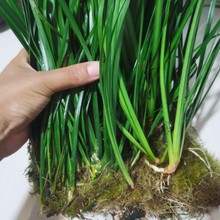 水培石菖蒲鱼缸龟缸造景水养植物盆栽绿植四季常青