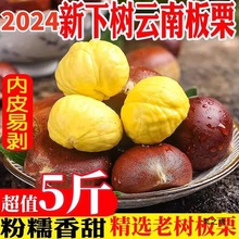 云南新鲜板栗新鲜现摘生栗子野生板栗毛栗子非油栗当季批发现货