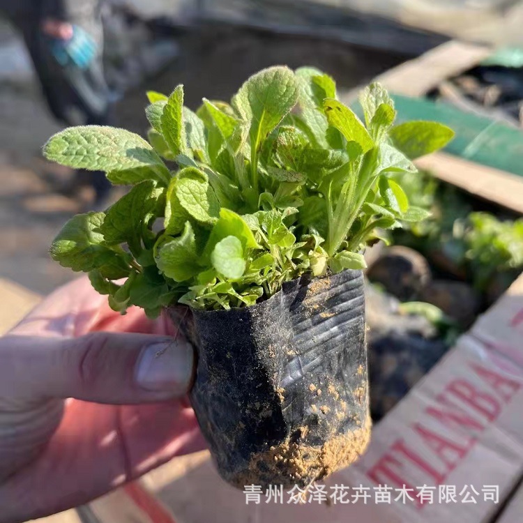 毛地黄 宿根花卉花带租摆绿化花海营养钵种植基地现货