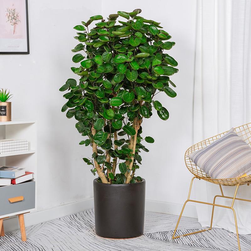 Money Tree Money Pocket Big Potted Plant Indoor Living Room Fluetong Plant In addition to Formaldehyde Bonsai Round Leaf Qian Duoduo Potted Plant Money Tree Money Pocket Big Potted Plant Indoor Living Room Fluetong Plant In addition to Formaldehyde Bonsai Round Leaf Qian Duoduo Potted Plant