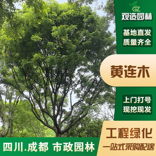 Euonymus Tree Saplings for Sichuan Landscaping Projects, Suitable for Planting in Sidewalks, Courtyards, Villas, Parks, and as Cold-Tolerant Ornamental Trees