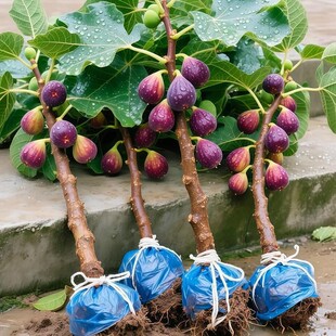 �o������������Ե��Ԯ���Y���ͺ������t�Ϸ������Nֲ�o��������