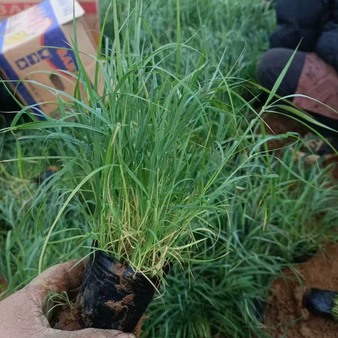 Водные растения, тростник, растения для зеленения водоемов, готовый запас для основы, рассада тростниковых чашек, рассада тростника