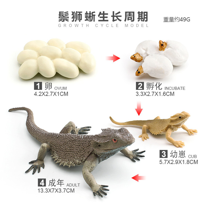 Modelo animal de simulación al por mayor de pollo pato ganso mariposa tortuga Rana ciclo de crecimiento Montessori material didáctico adornos hechos a mano