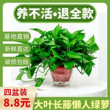 绿萝盆栽室内植物进化空气水培绿植懒人长藤大绿箩花卉厂一件批发