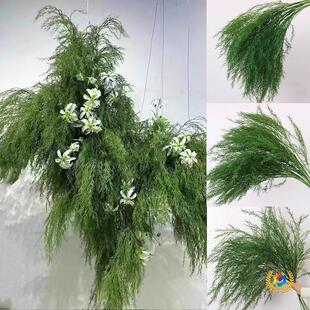 ?�Gɫϵ��c���������þGֲǧ�ӽ���횲��J����ɭϵ